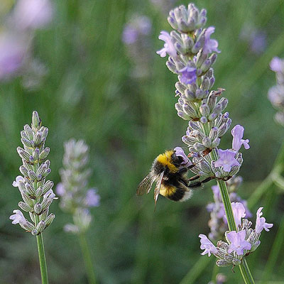 bee-and-lavender-from-velodenz-flickr bee-and-lavender-from-velodenz-flickr