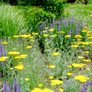 gardens_thumb_6