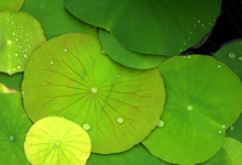 Green lily pads with dew