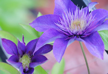 Two clematis blooms