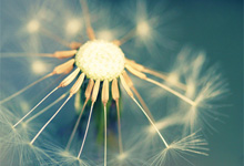 Dandelion close up