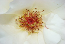 White flower closeup